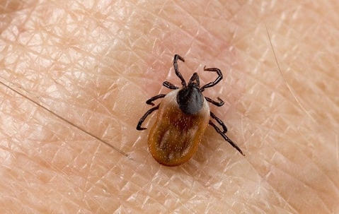 ticks on a mans hand