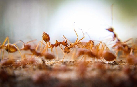 fire ants swarming