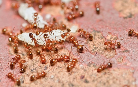 fire ants swarming