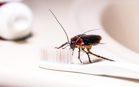 American cockroach on a toothbrush