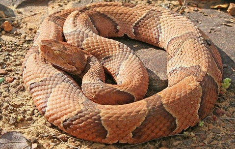 copperhand in the dirt