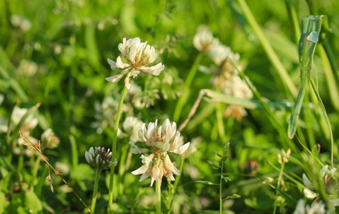 white clover lawn weeds