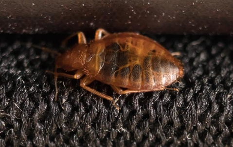 Bed bug pest on fabric