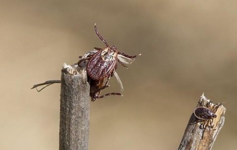 dog ticks on a sticks