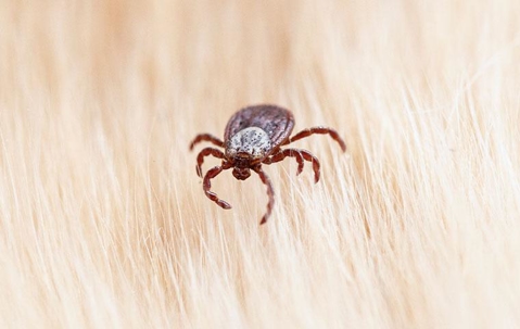 Dog tick on pet hair