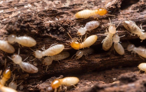 termites crawling in and chewing wood