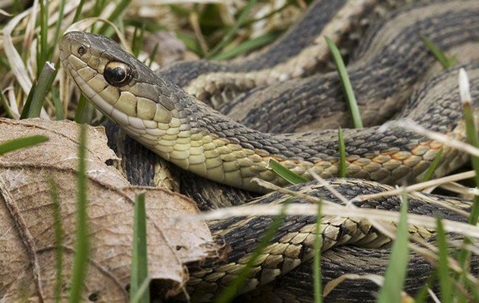 close up of a garter snake