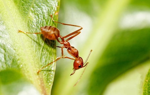 fire ant crawling on a leaf