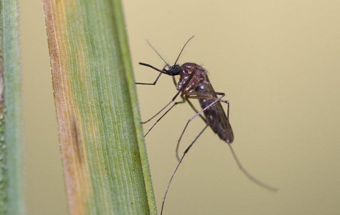 mosquito clinging blades of grass in lawn
