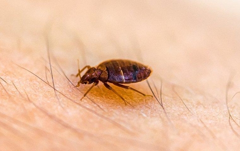 Bed bug crawling on skin biting