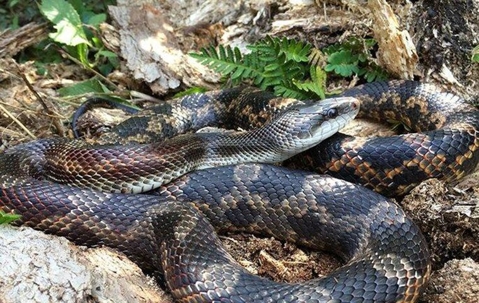 rat snake near a path