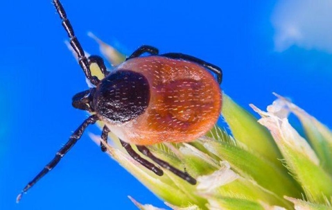 deer tick on a plant