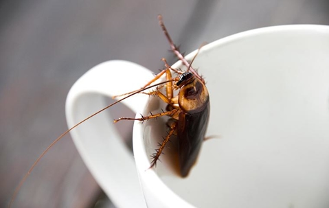 American cockroach in a coffee cup