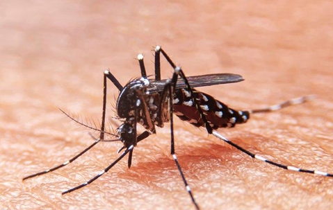 mosquito sucking blood