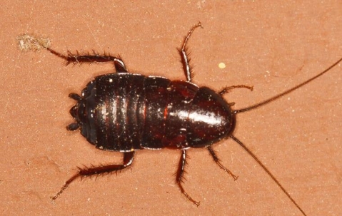 oriental cockroach in a kitchen