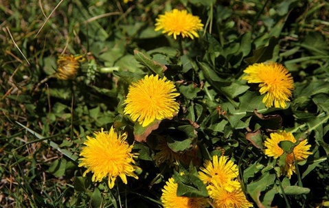 dandelion weeds in the lawn