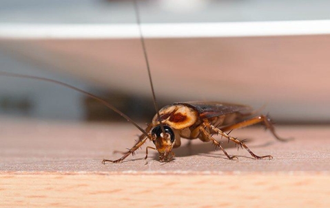 American cockroach crawling on a kitchen counter