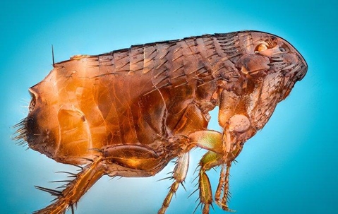 a flea up close with a blue background