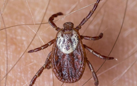 American dog tick up close