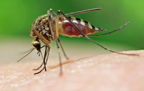 close up of mosquito on skin