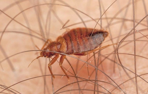 bed bug biting into skin