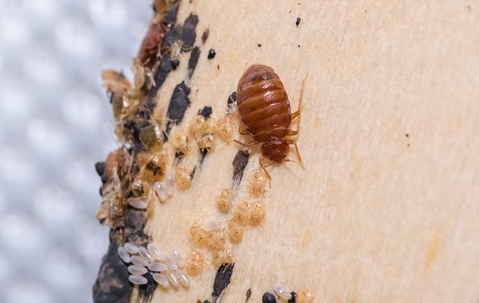 bed bug in mattress
