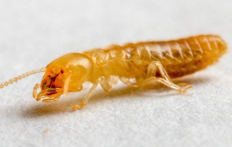 Termite crawling on floor