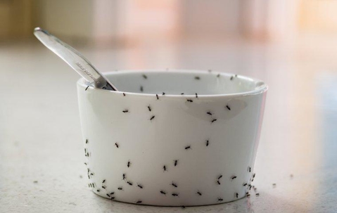 ants crawling on a dish in the kitchen