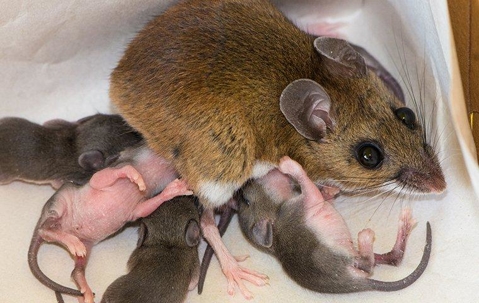 house mouse nursing young mice