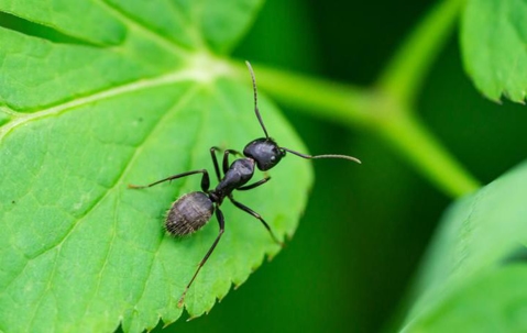 ant on a leaf