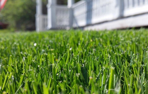 close up of a lawn in a homes yard