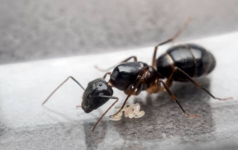 close up of a black ant with eggs