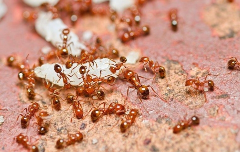fire ants outside a home