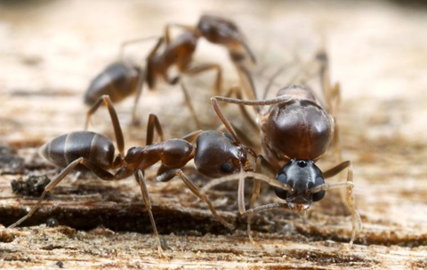 argentine ant swarming