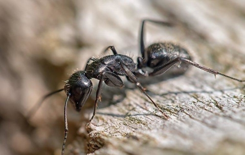 carpenter ant crawling on wood