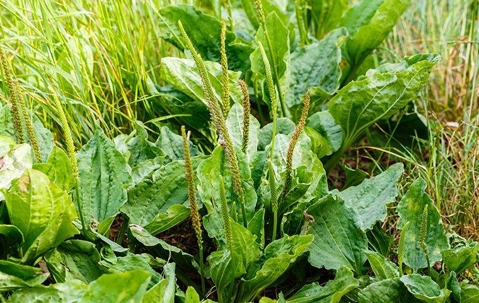 broadleaf plantain lawn weed