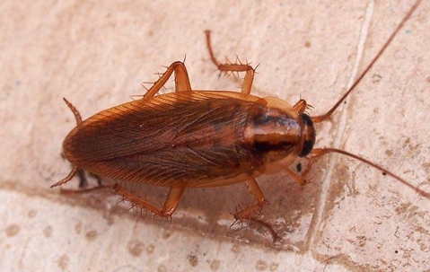 German cockroach