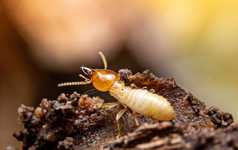 termite crawling on a nest in a yard