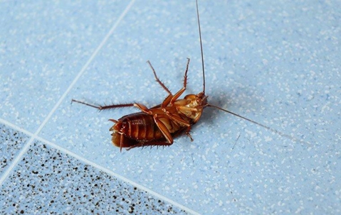 cockroach dead on tile floor