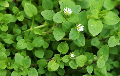 chickweed infestation in a yard