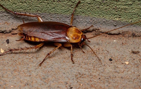 American cockroach along a basement wall