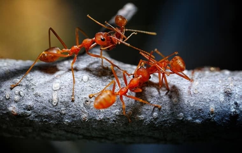 fire ants fighting on a tree branch