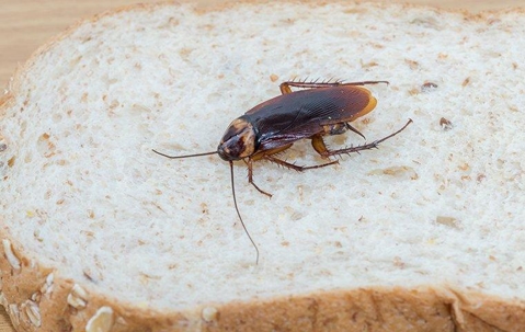 American cockroach on a piece of bread