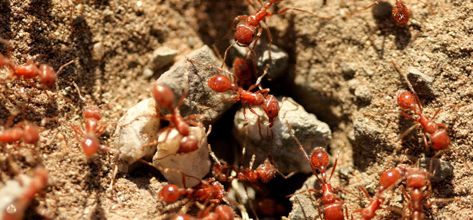 Fire Ant Control