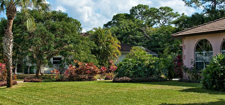 Tree & Shrub Management