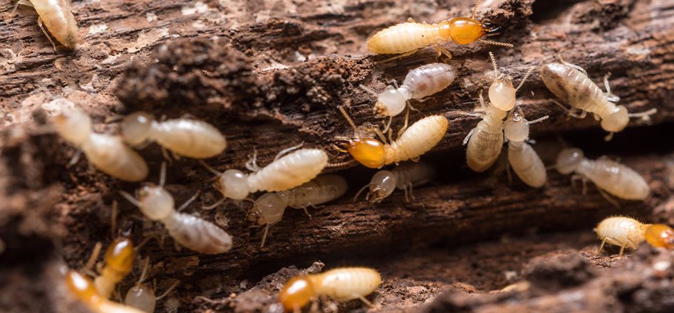Termite Control