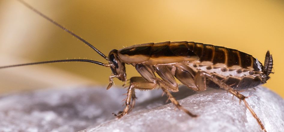 Residential Pest Control