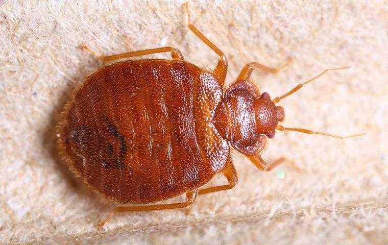 bed bug crawling on furniture