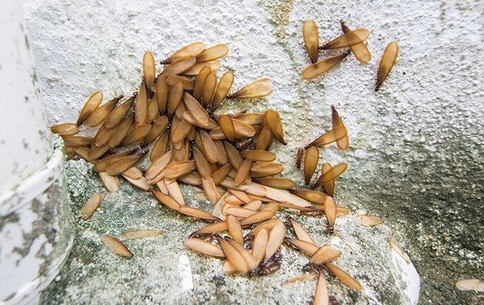 What Mobile Property Owners Should Know About Termite What Mobile Property Owners Should Know About Termite