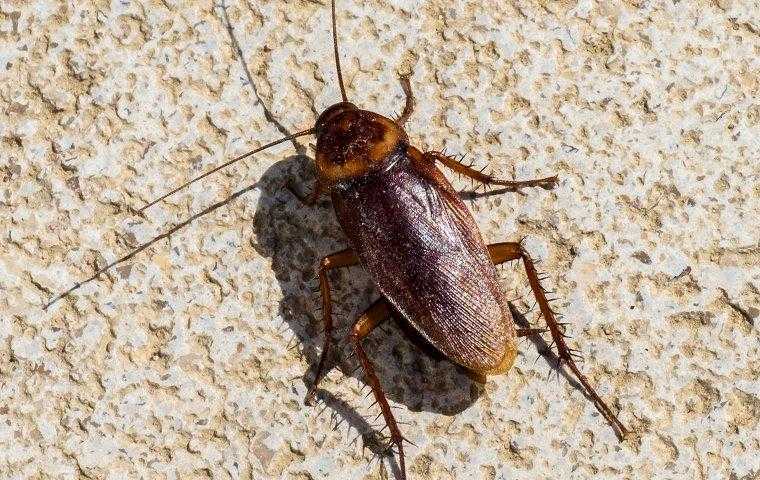 American cockroacj crawling on kitchen tile